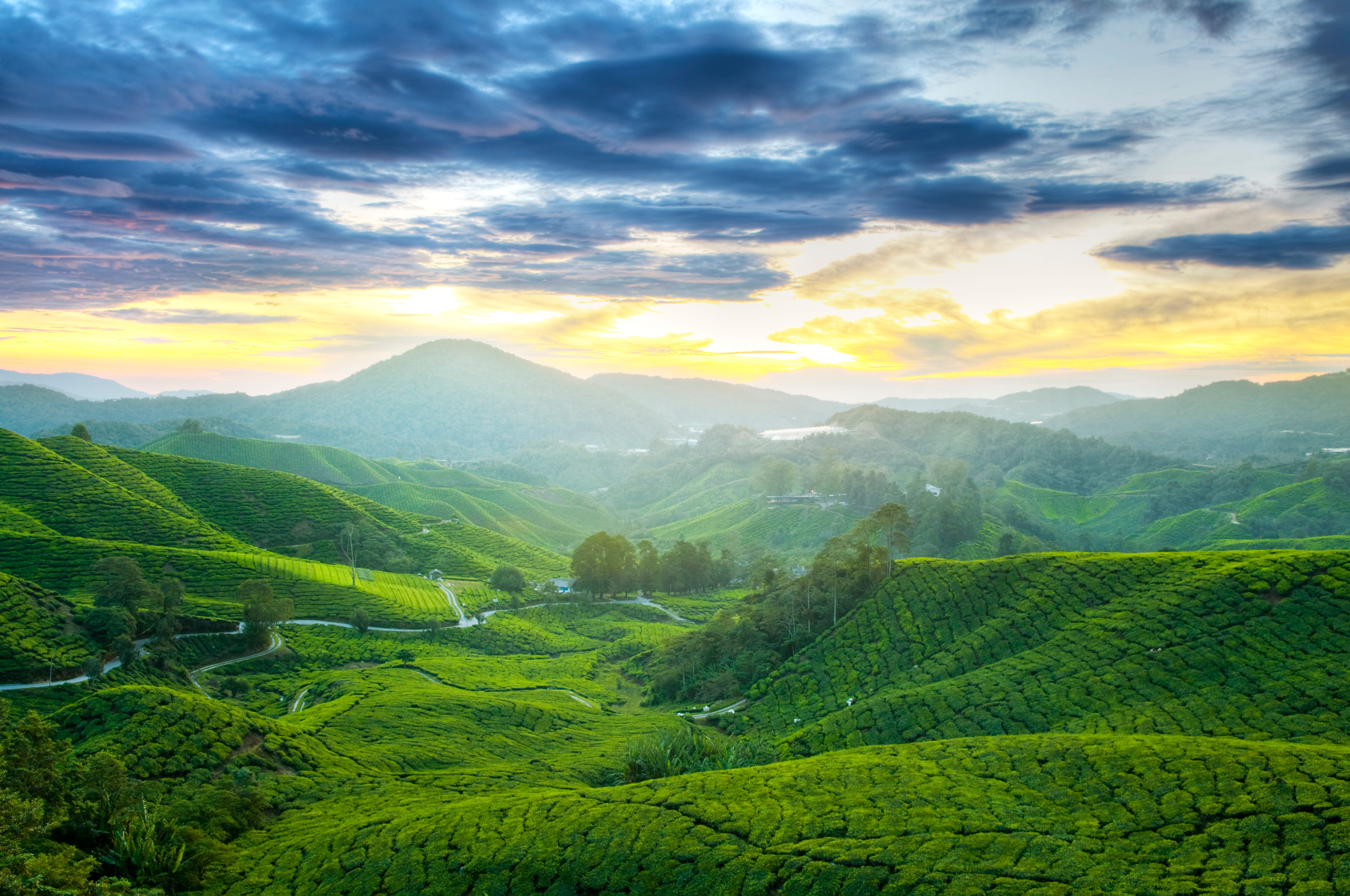 Malezja blog - co warto zrobić w Malezji (3) - Cameron Highlands.jpg